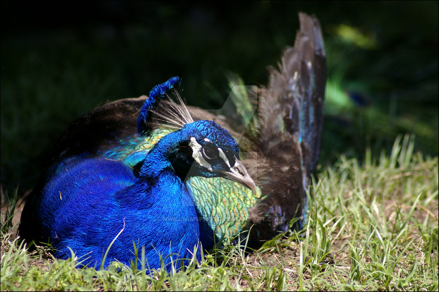 virginia zoo peacock, (c) K. Williams